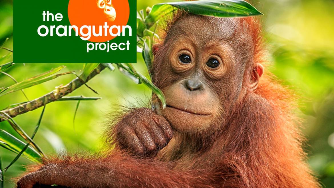 Orangutan and habitat support