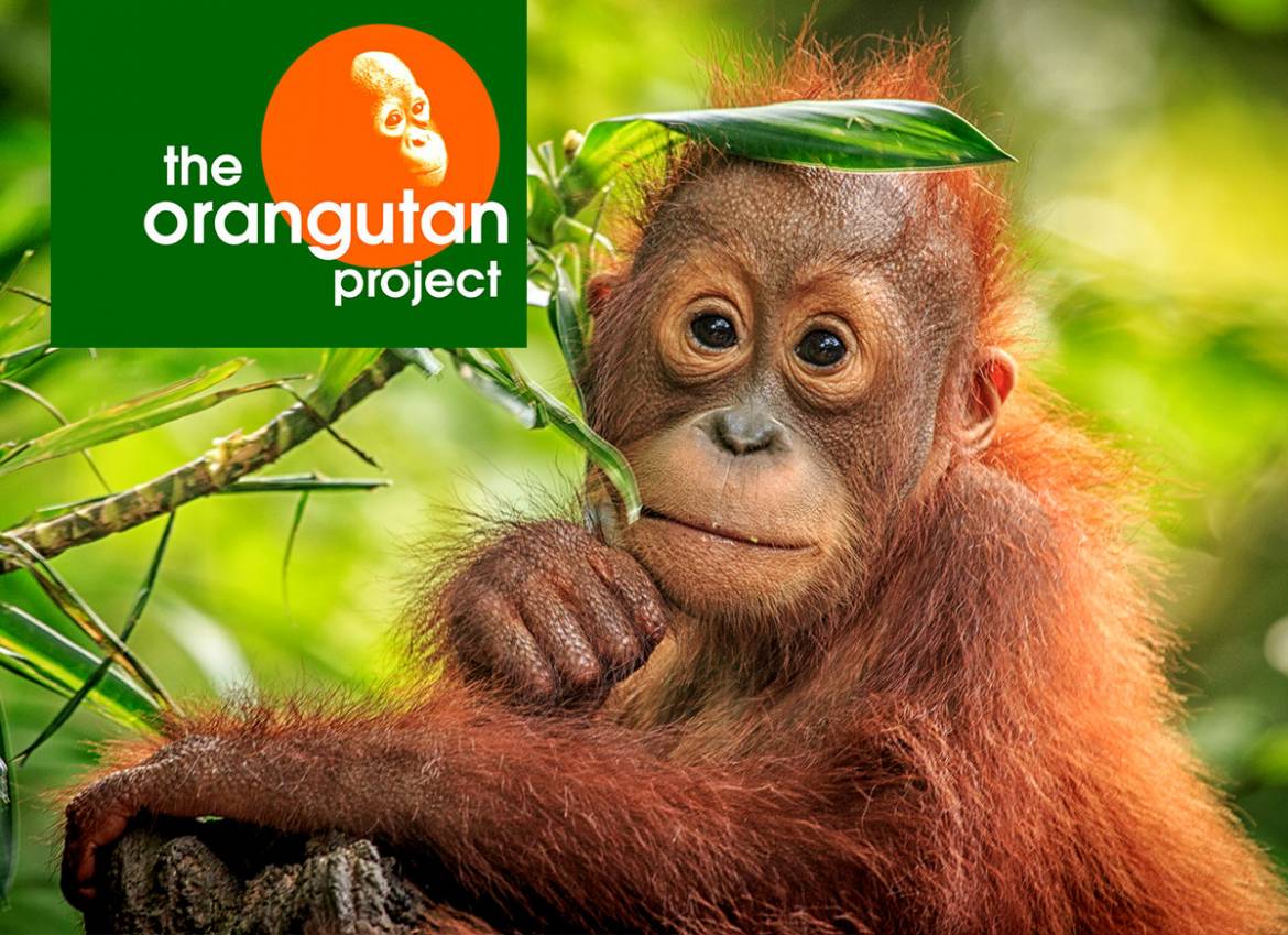 orangutan-graphic.jpg