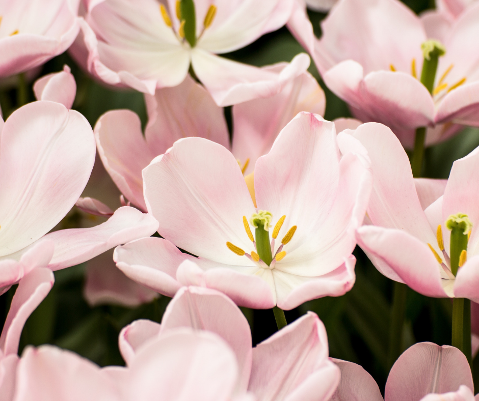 Flowers-4.png