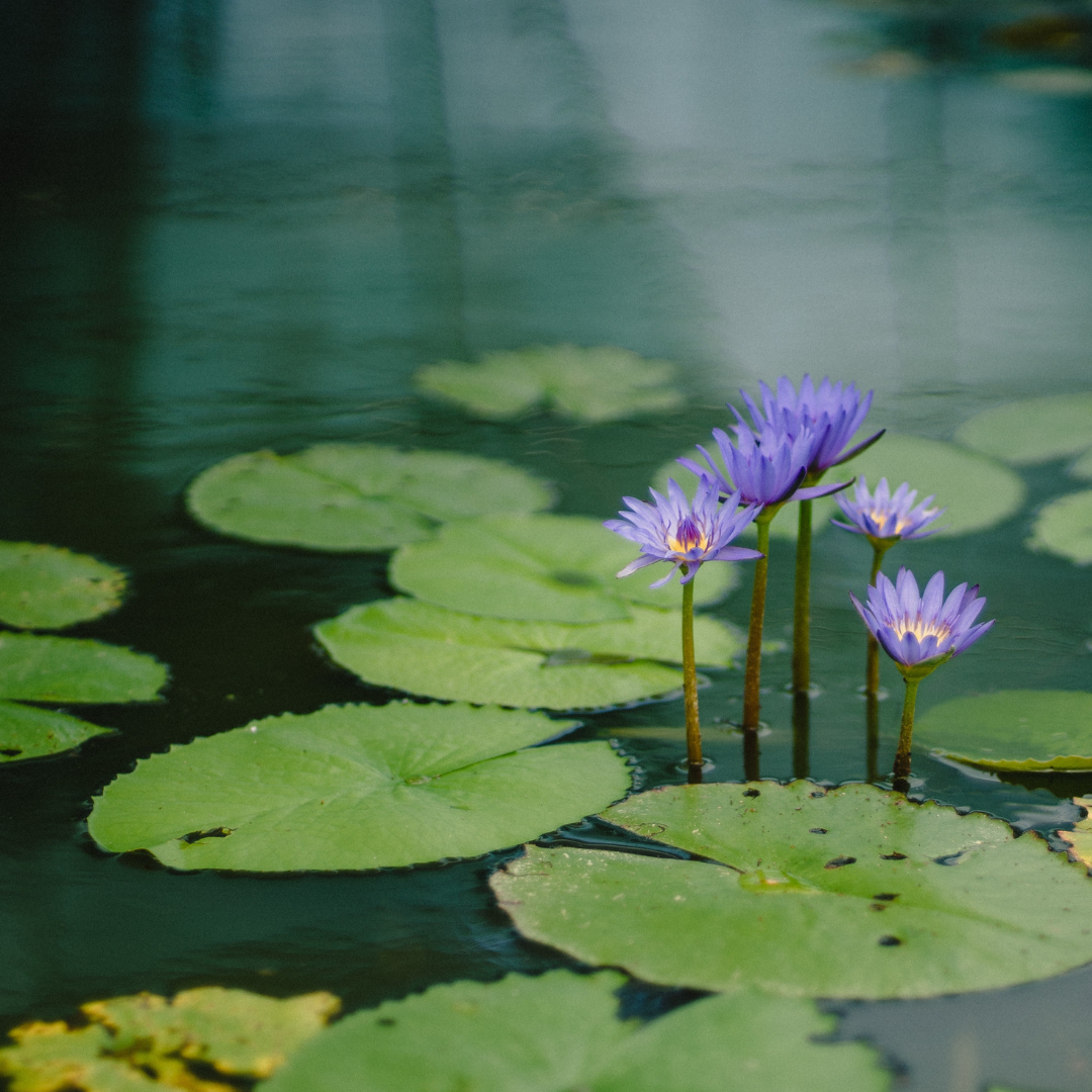 Toxic Chemicals In Insect Repellent And Natural Alternatives Olive & Ash