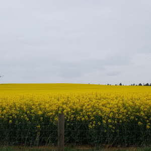 Non GM Canola