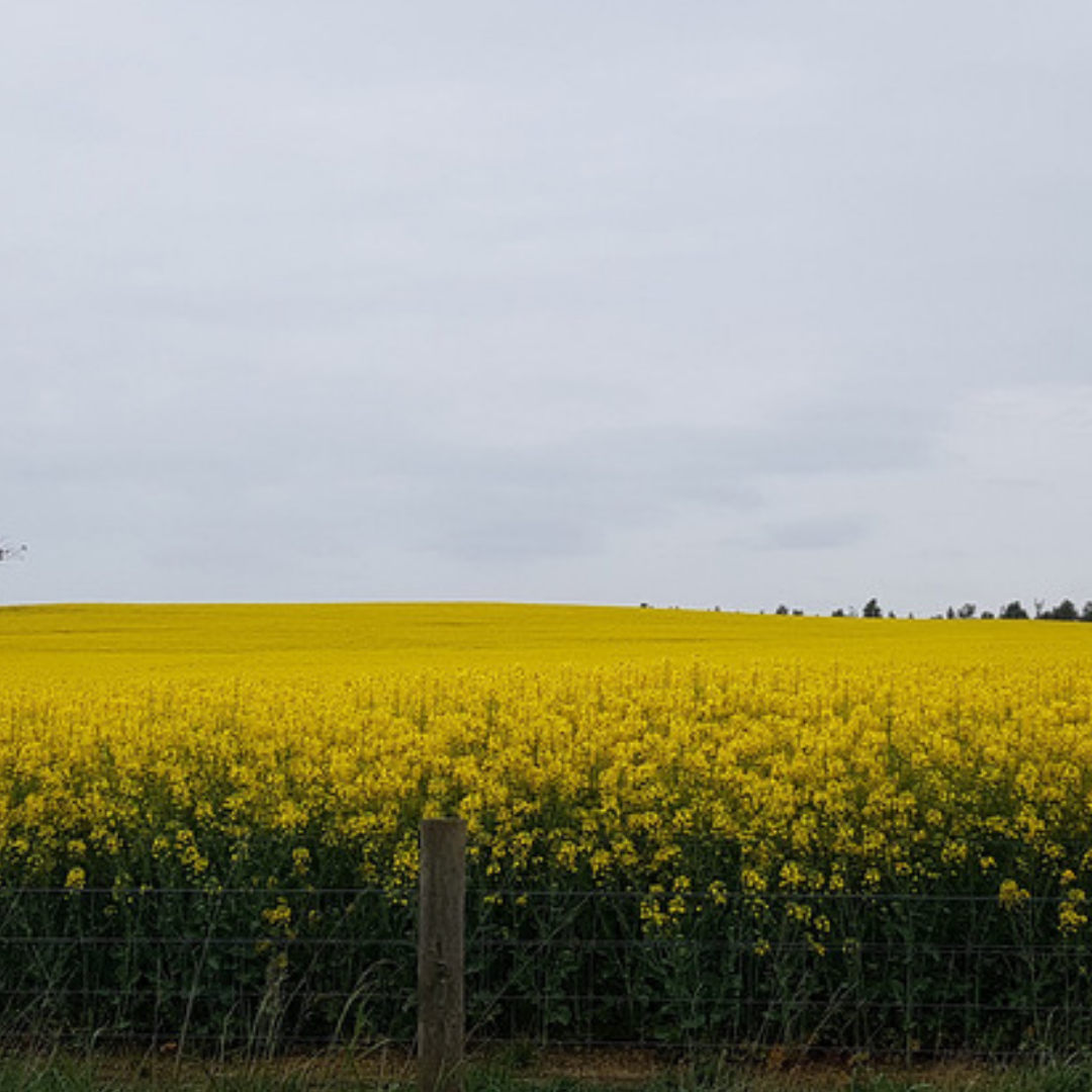 Non-GM-Canola.png
