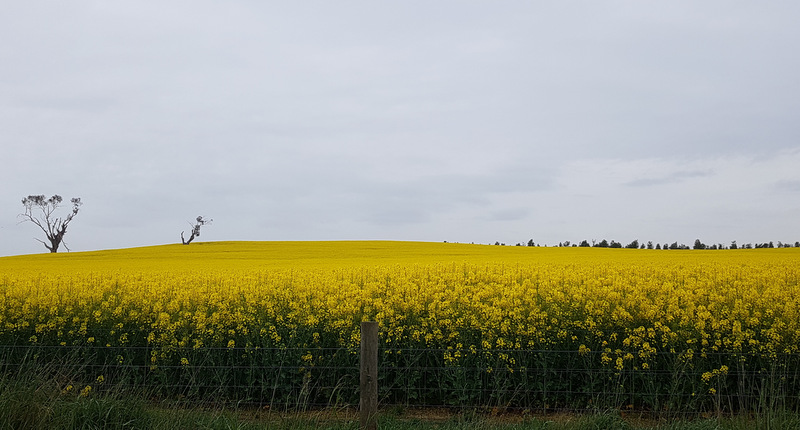 local-non-gm-canola.jpg