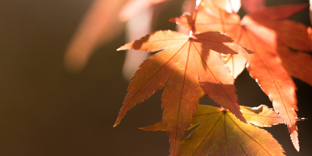 Leaves