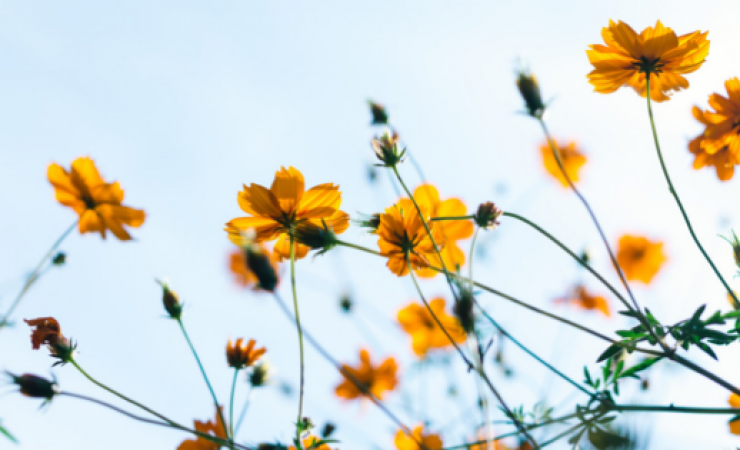 6 Natural Ways To Relieve Spring Allergies