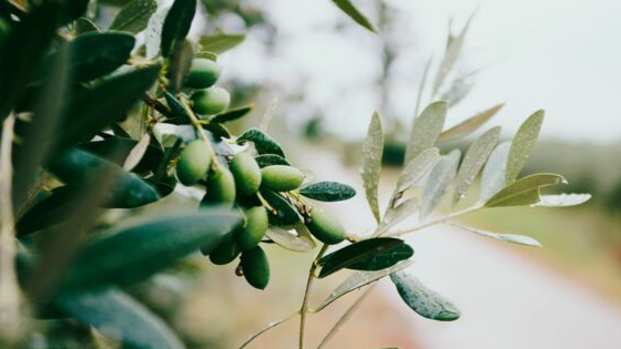 Olives-1.png